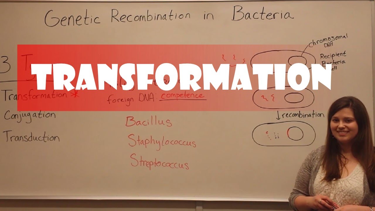 Bacterial Transformation: DNA Uptake Mechanism Explained