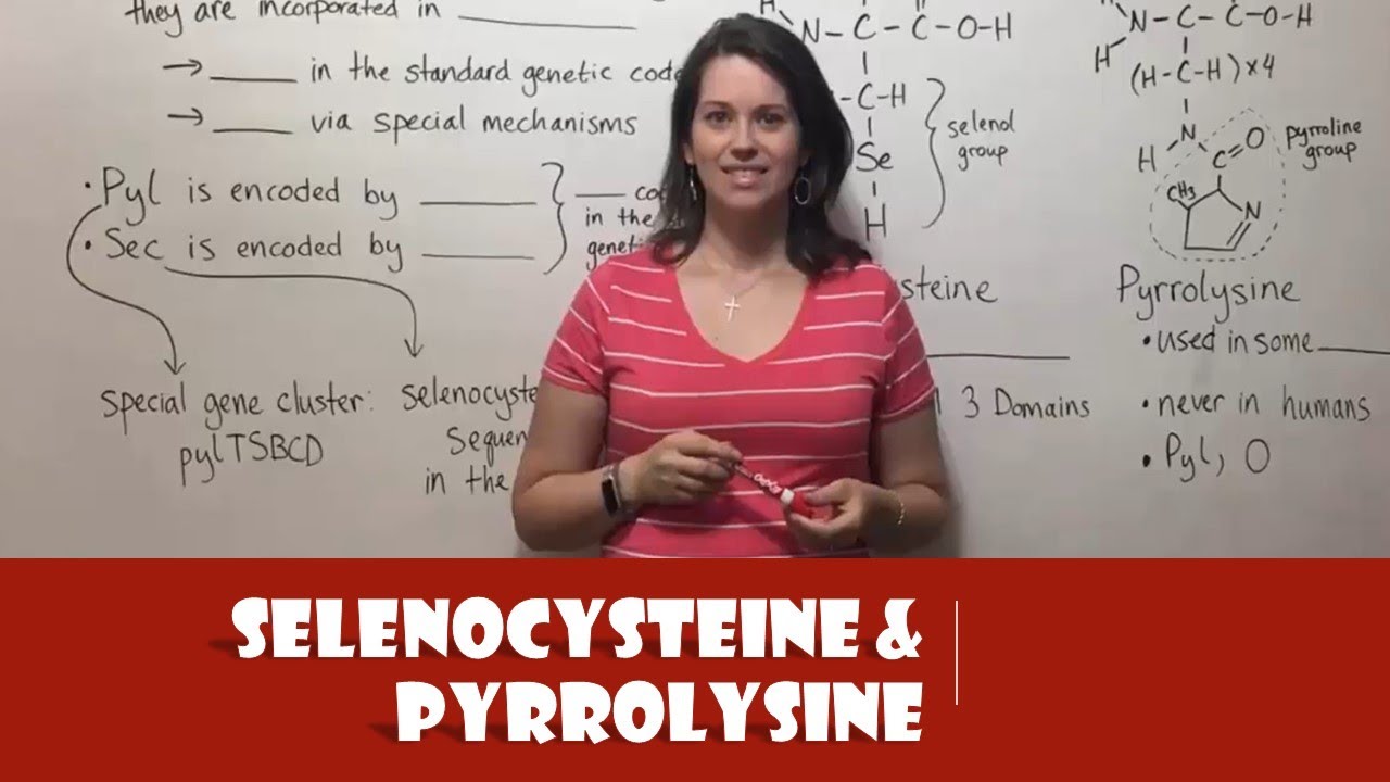 Selenocysteine & Pyrrolysine: The 21st & 22nd Amino Acids Explained