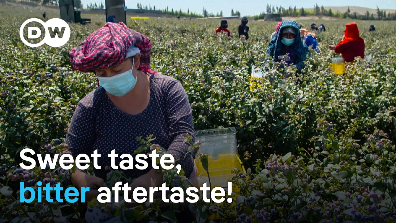 Ethical Berry Choices: Hidden Costs of Year-Round Consumption