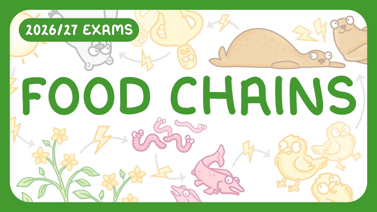 How Energy Flows Through Ecosystems: Food Chains & Predator-Prey Cycles