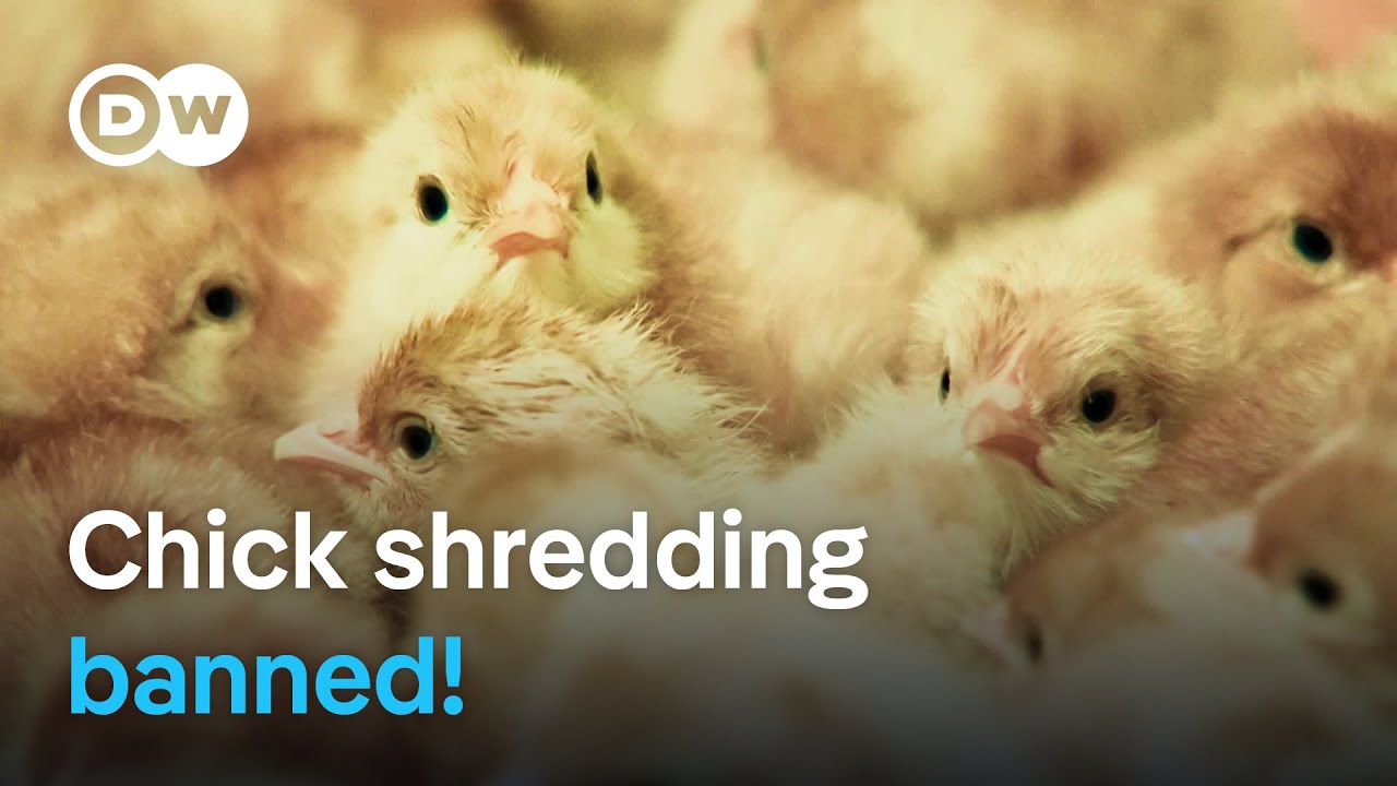 Germany's Male Chick Export: Truth Behind "No Culling" Labels