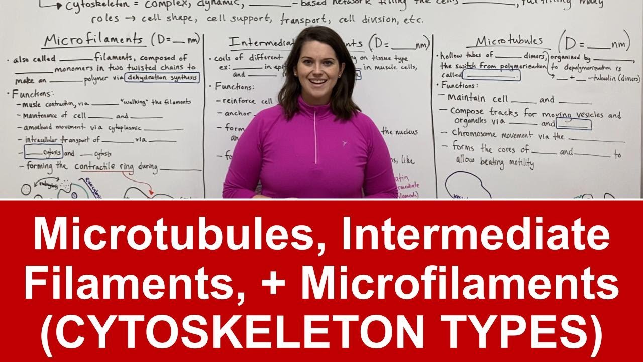 Cytoskeleton Components: Microfilaments, Intermediate Filaments & Microtubules Explained