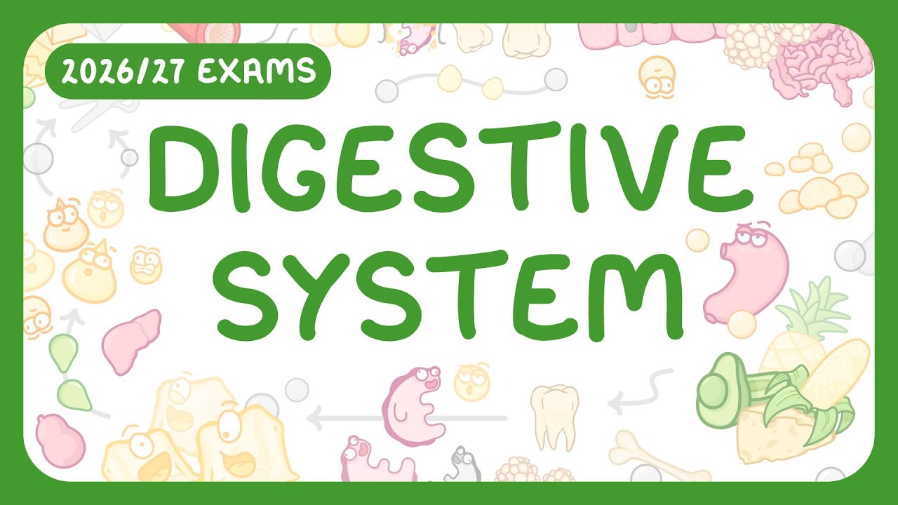 How Your Digestive System Works: Organs and Processes Explained