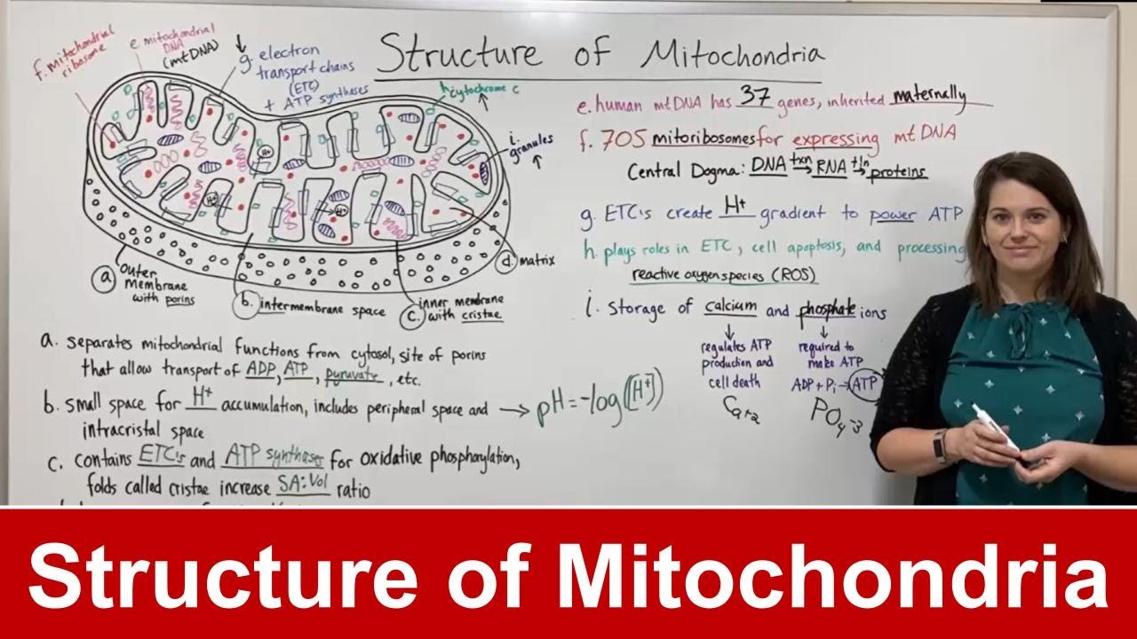 Mitochondria Structure & Function: Powerhouse Organelle Guide