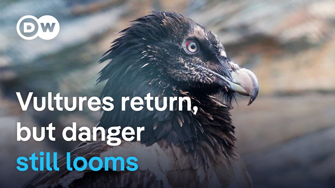 Saving Europe's Vultures: Triumphs & Ongoing Threats