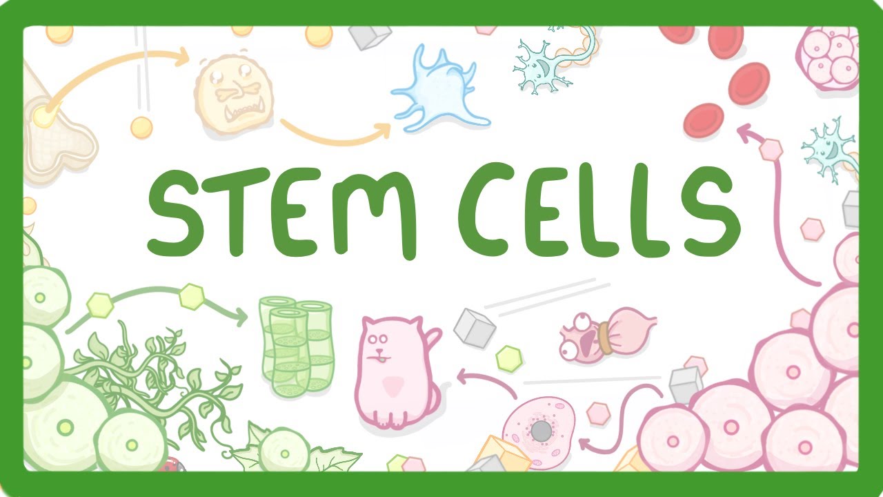 Stem Cells Explained: Types, Functions & Importance