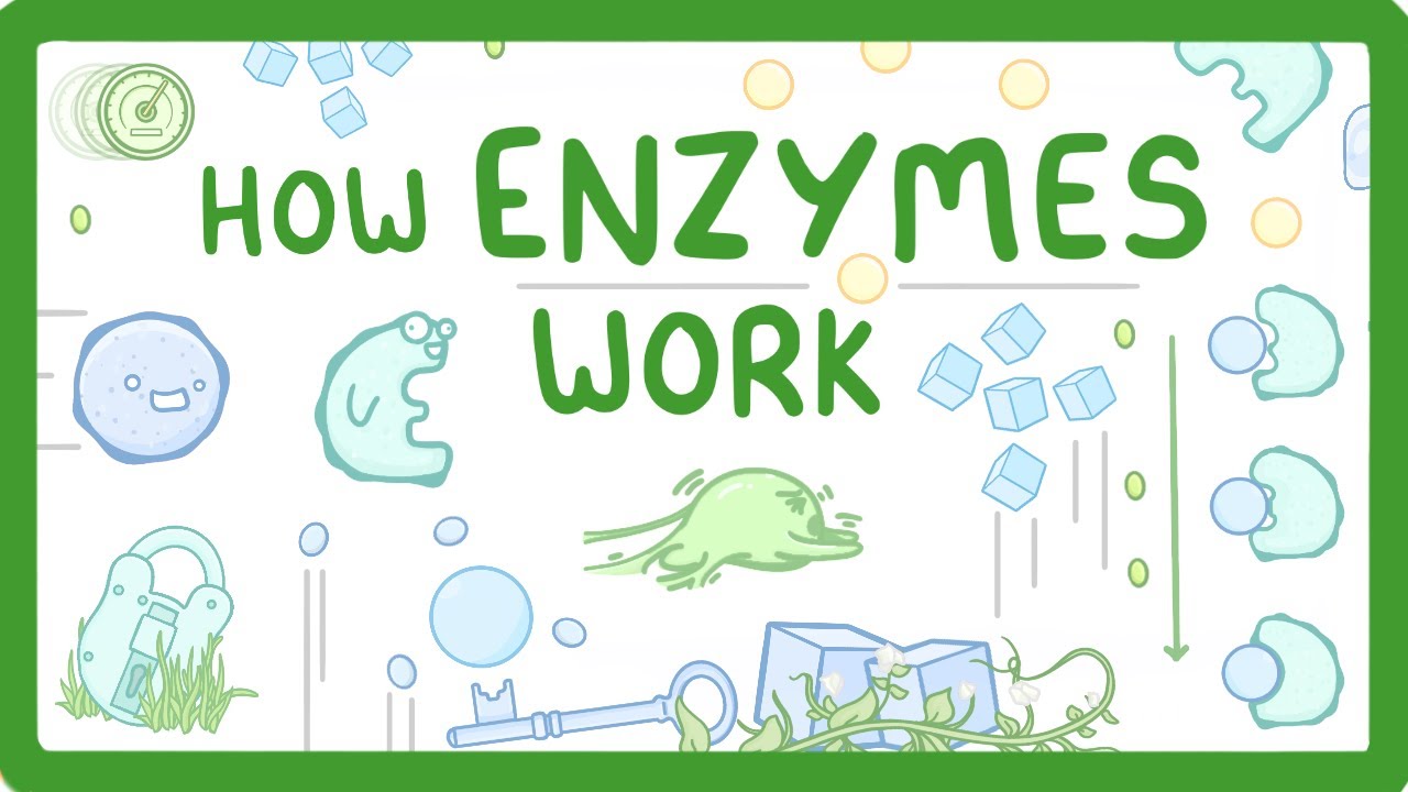 Enzymes Explained: How Biological Catalysts Work