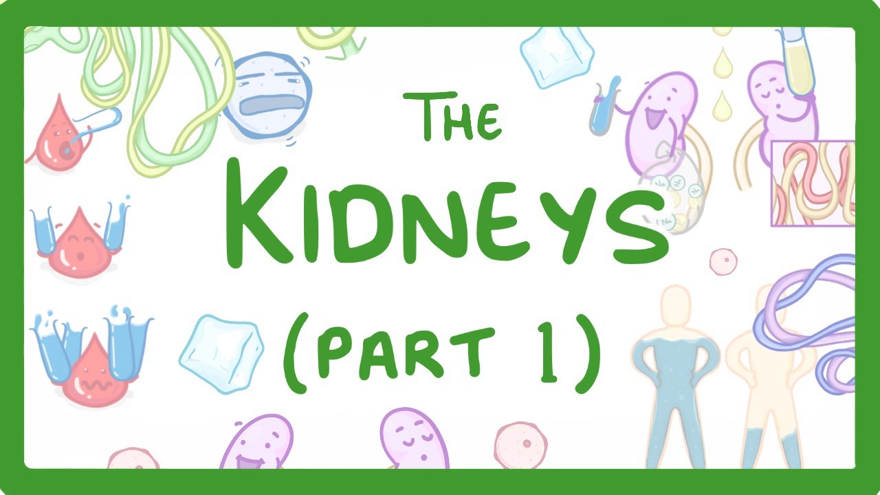 Kidney Function: How Your Body Regulates Water and Waste