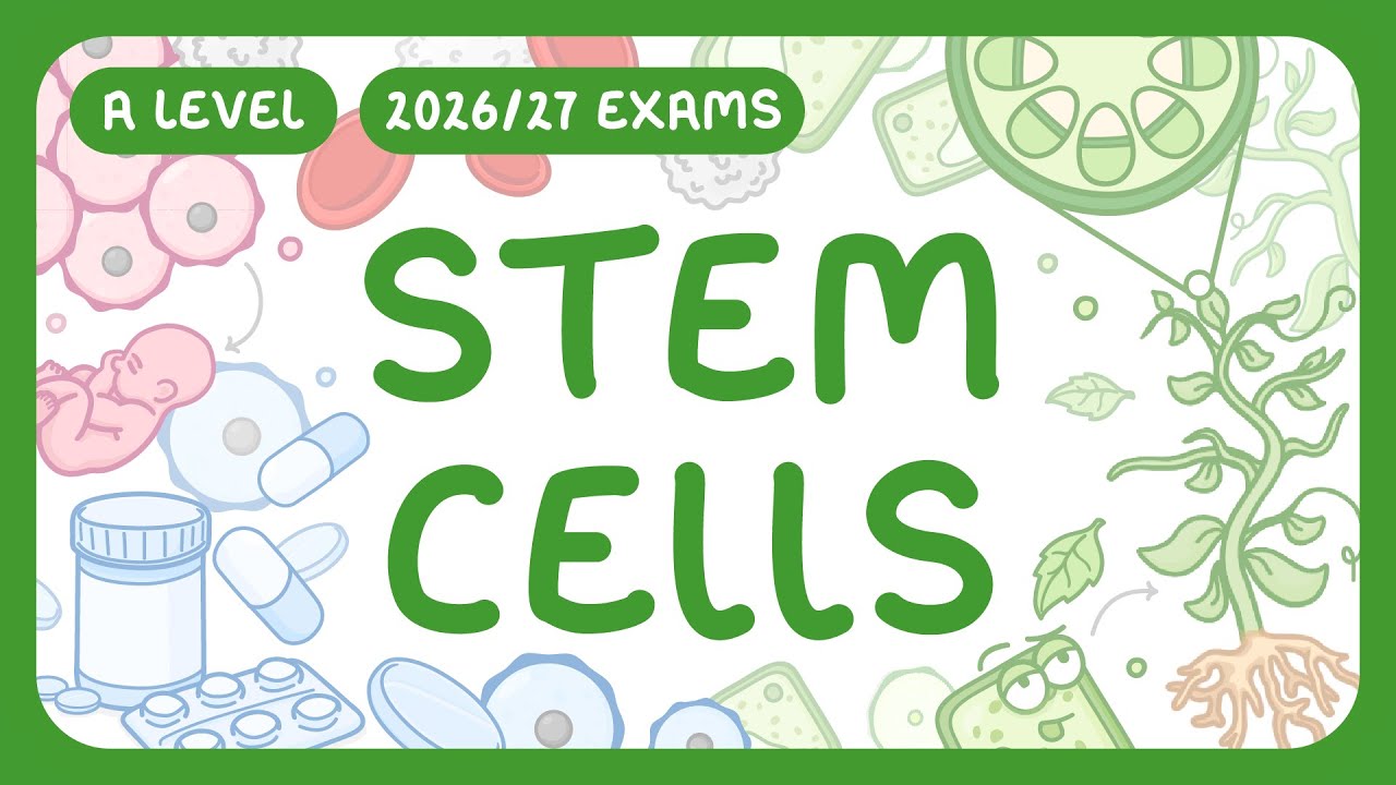 Understanding Stem Cells: Types, Functions, and Medical Uses