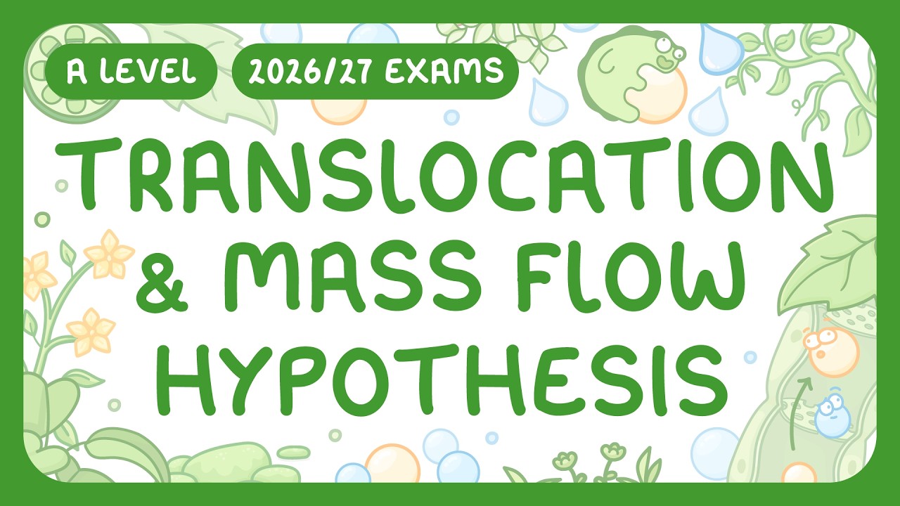 Plant Translocation Explained: Mass Flow & Active Loading