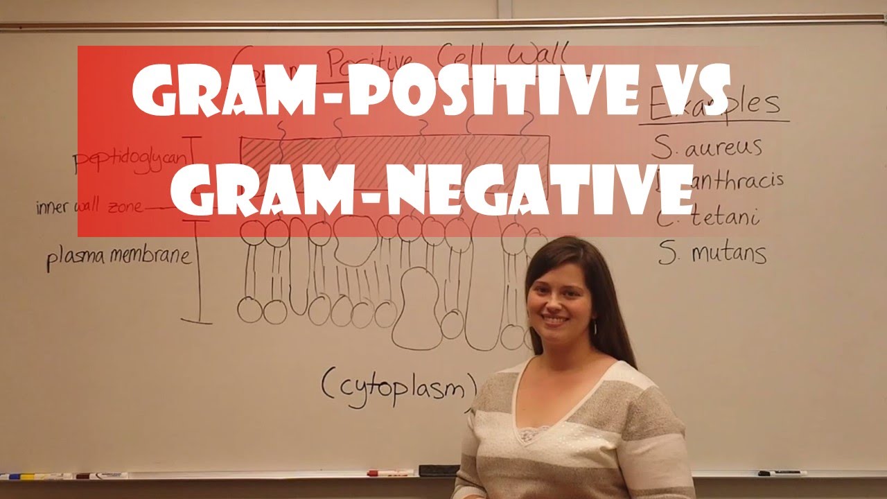 Gram-Positive vs Gram-Negative Bacteria: Key Structural Differences