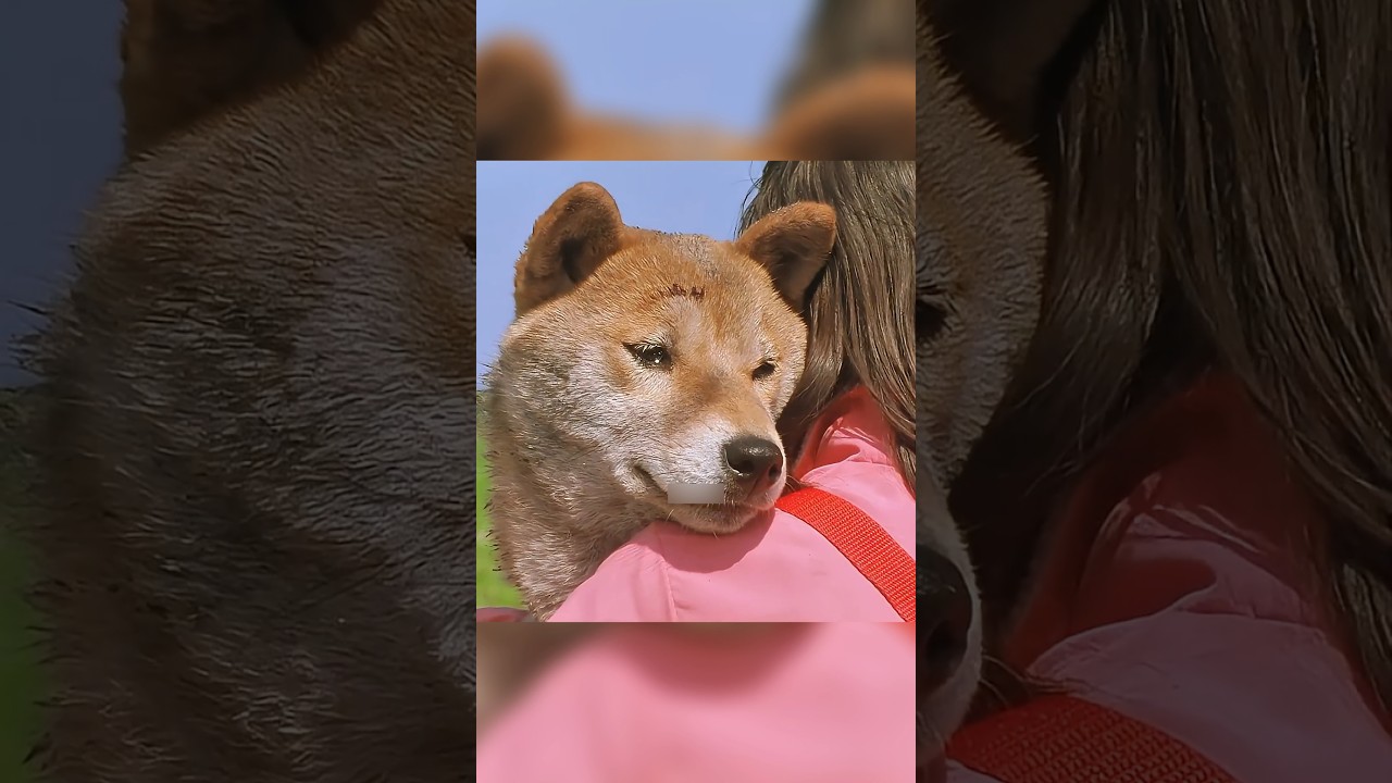 Heroic Dog Saves Family Trapped in Rubble: A Loyalty Story