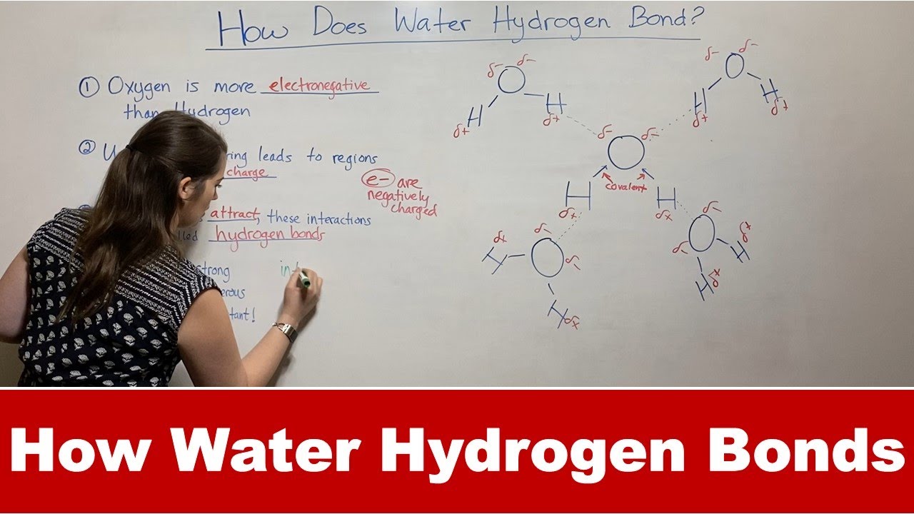 How Water Hydrogen Bonds: Chemistry & Biological Importance