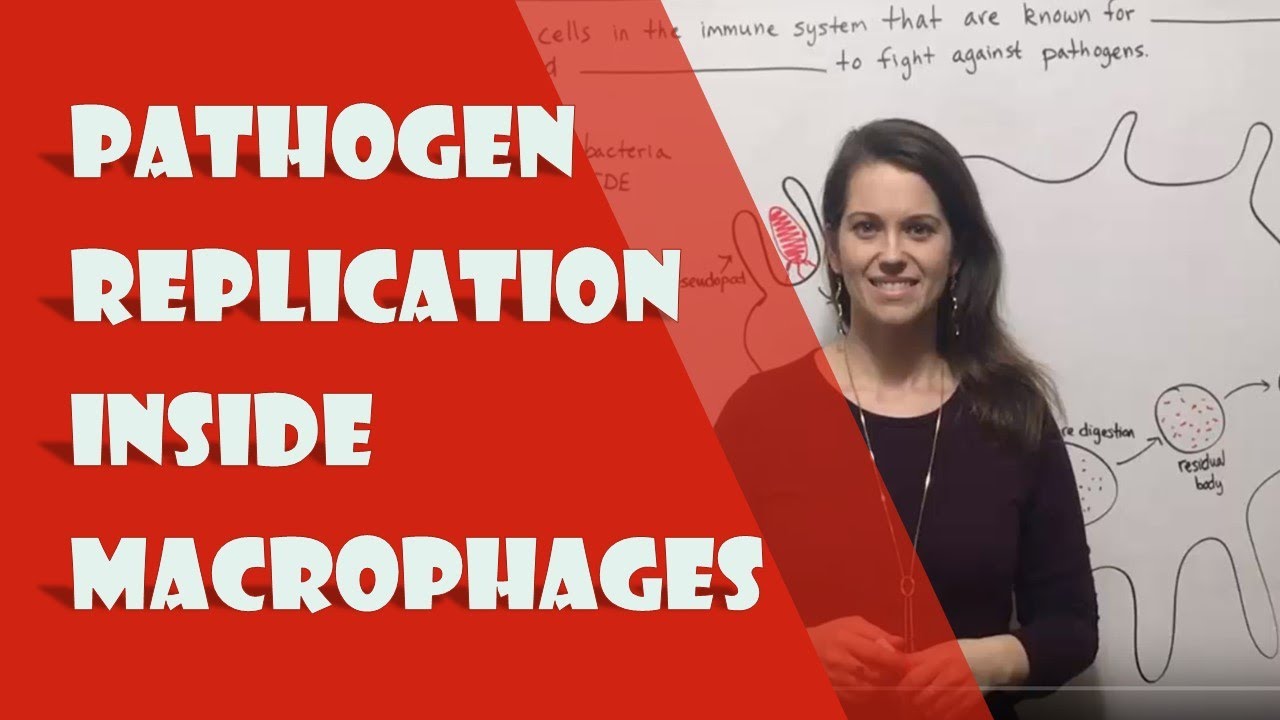 Pathogen Replication Inside Macrophages: Immune Evasion Explained