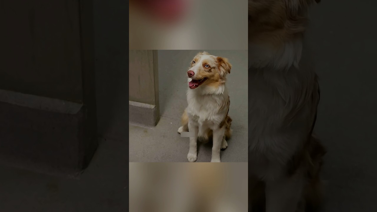 From Bank Robber to Hero: A Clever Dog's Redemption Journey