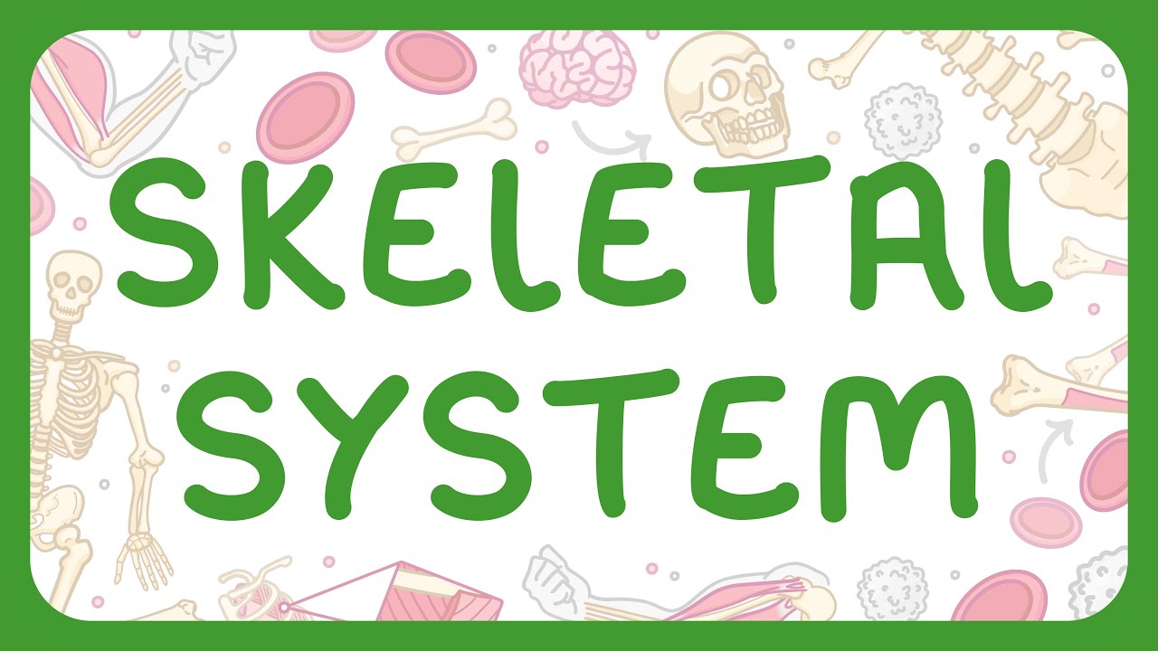 Human Skeletal System Explained: Bones, Structure & Functions