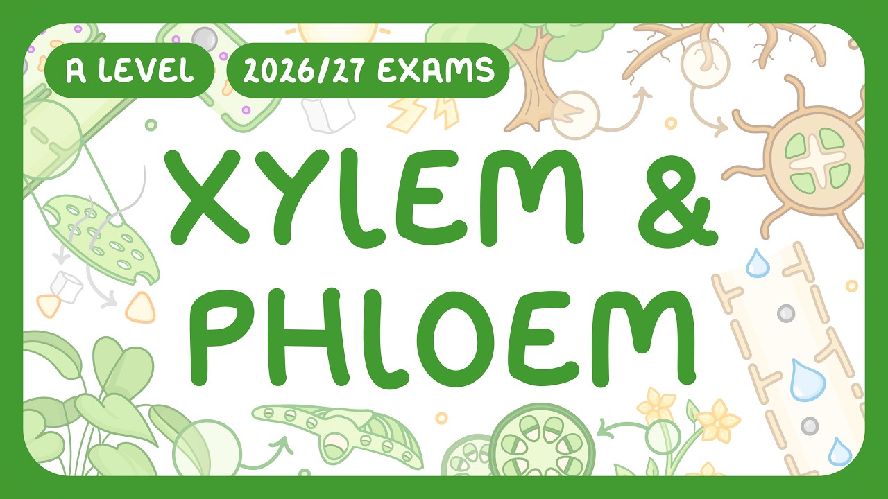 Plant Transport Tissues: Xylem and Phloem Functions Explained
