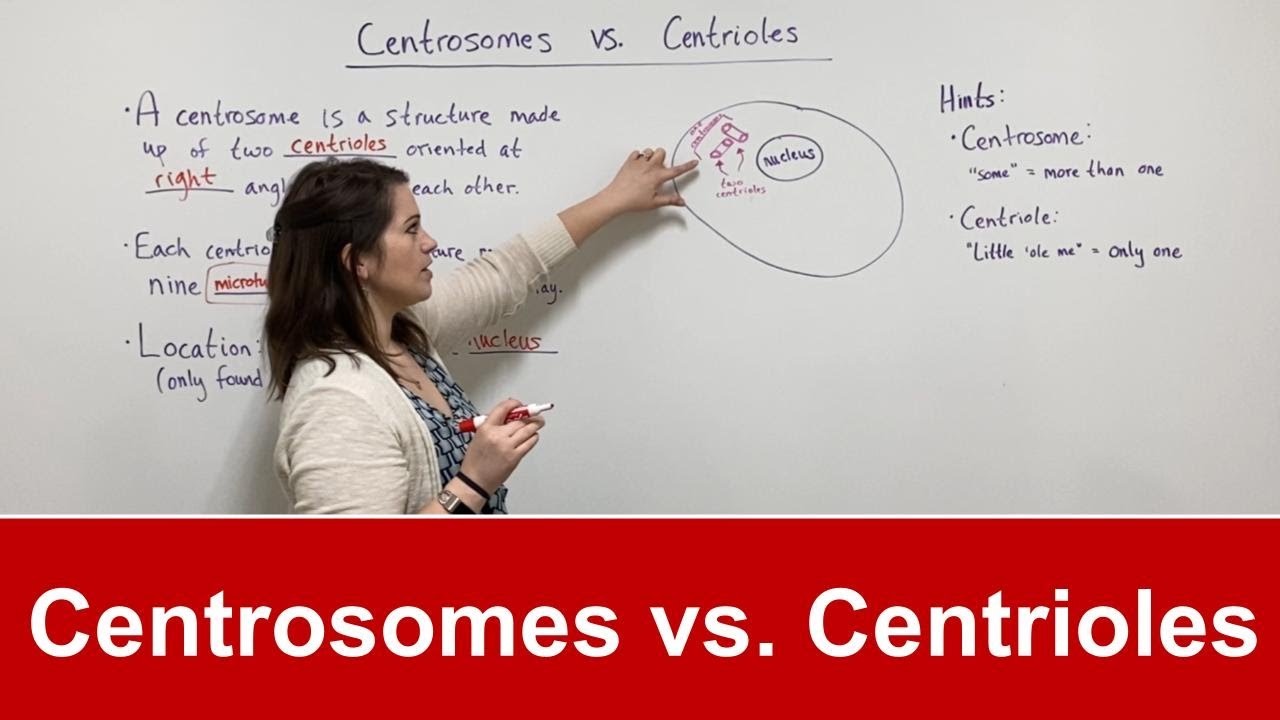 Centrosome vs Centriole: Key Differences Explained