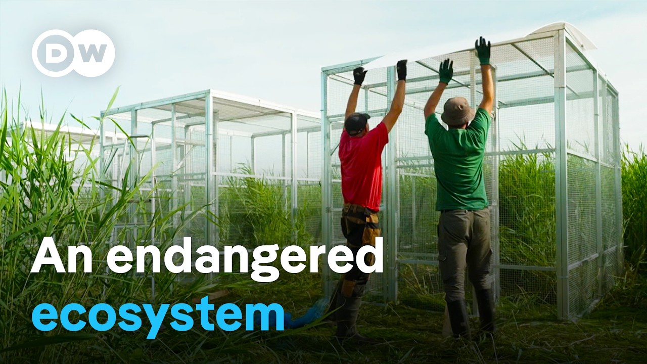 Rozwarowo: How a Polish Village Revived Wetlands & Rare Birds