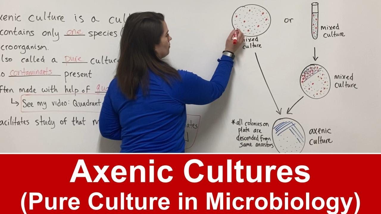 What Is an Axenic Culture in Microbiology? Definition & Importance