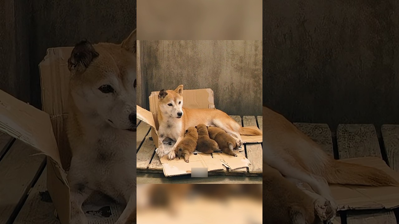 How to Earn a Traumatized Dog's Trust Against All Odds