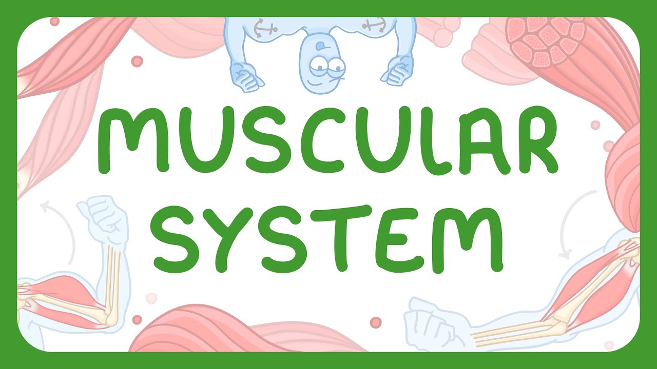 How Muscles Move Bones: Antagonistic Pairs Explained