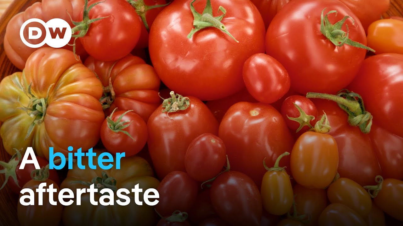 Ethical Tomato Buying Guide: Hidden Costs & Sustainable Choices