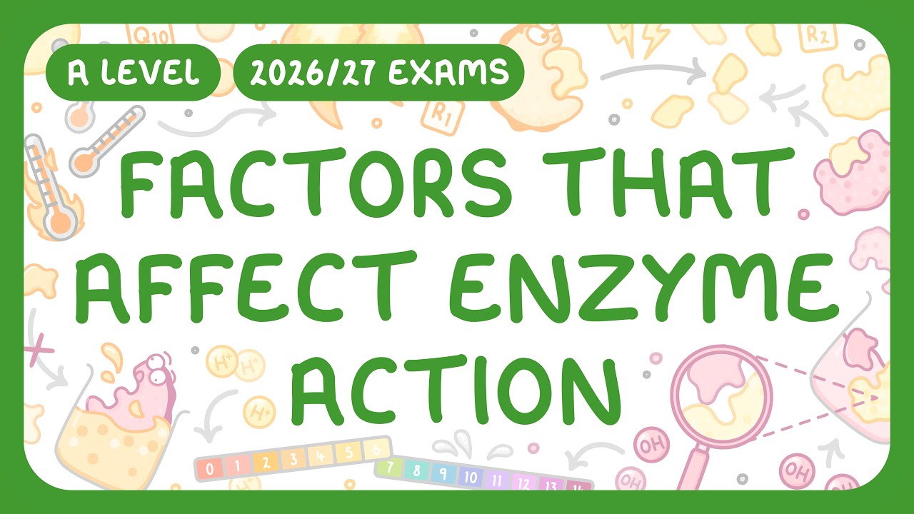 4 Key Factors Affecting Enzyme Action Explained
