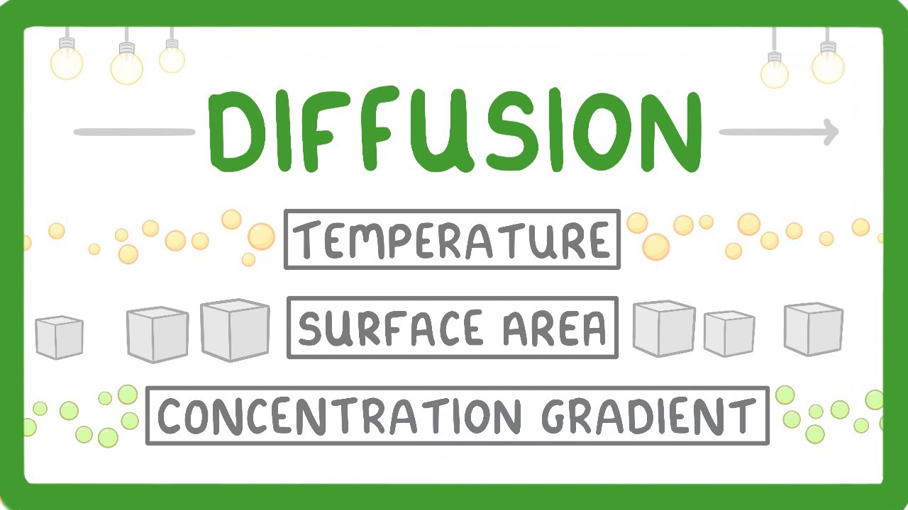 Diffusion Explained: How Particles Move in Biology