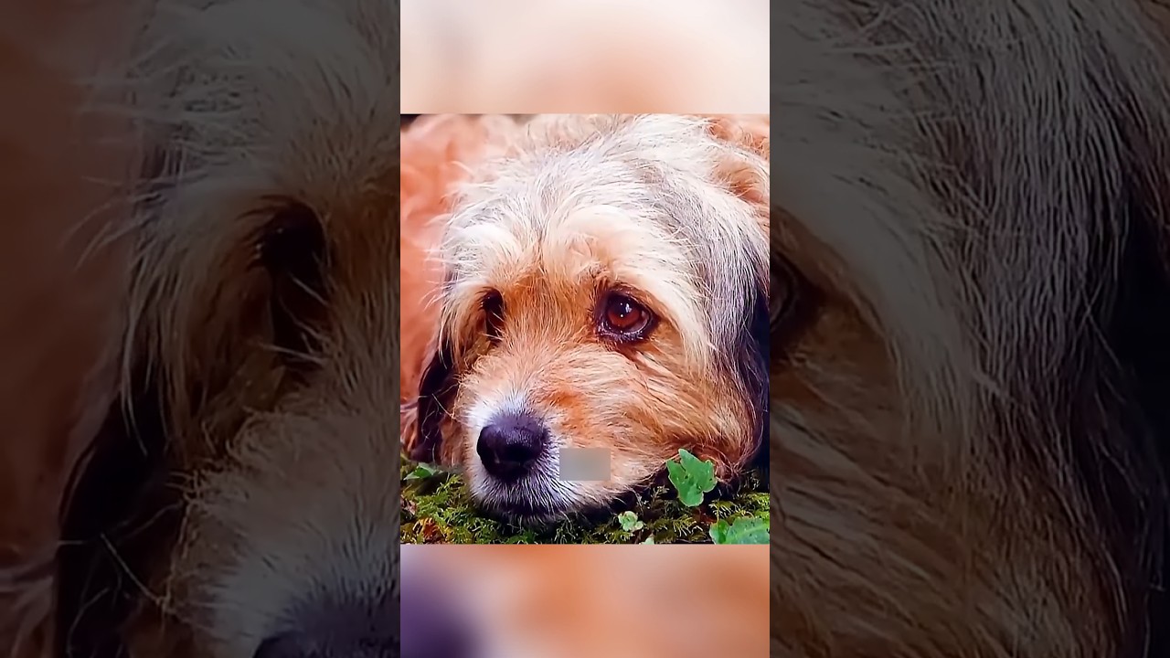 Hero Dog Saves Lion Cubs: An Unlikely Wilderness Rescue