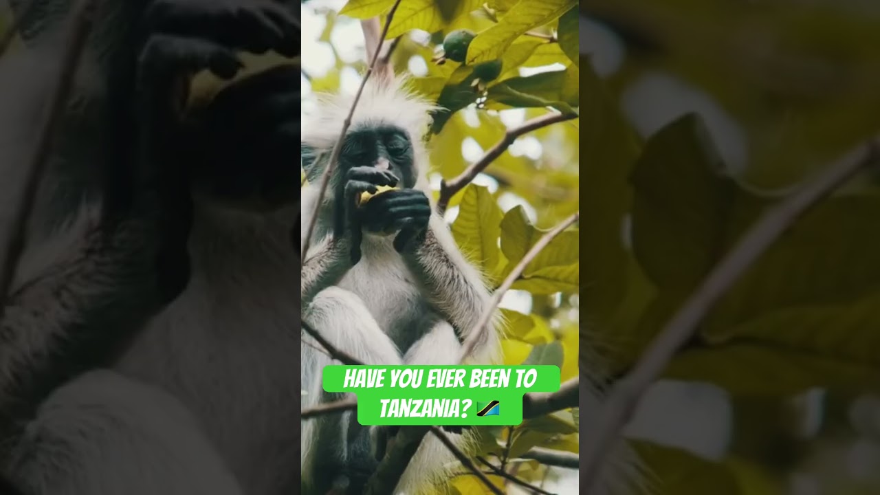 Jozani Forest: Zanzibar's Last Natural Wilderness & Wildlife Haven