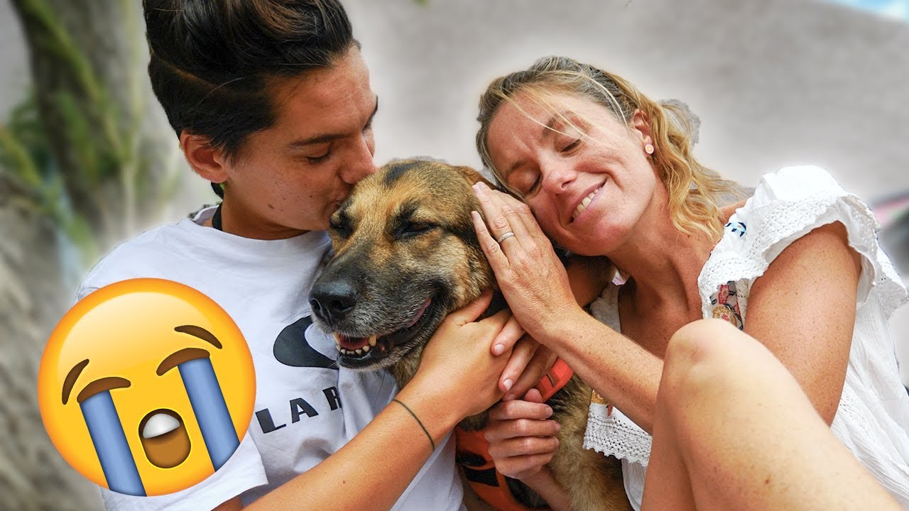 Pregnant Dog Care Guide: From Whelping to Rehoming Puppies