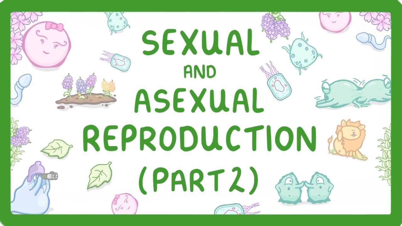 Asexual vs Sexual Reproduction: Key Advantages Explained