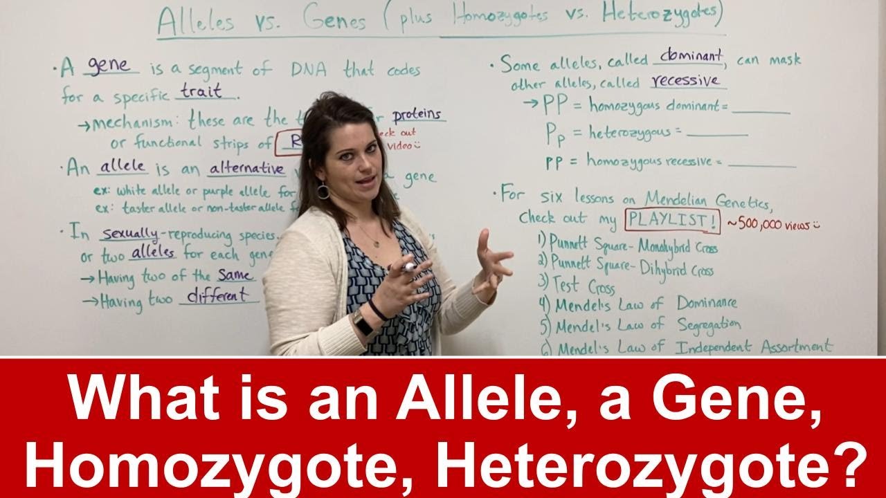 Alleles vs Genes: Key Differences Explained Simply