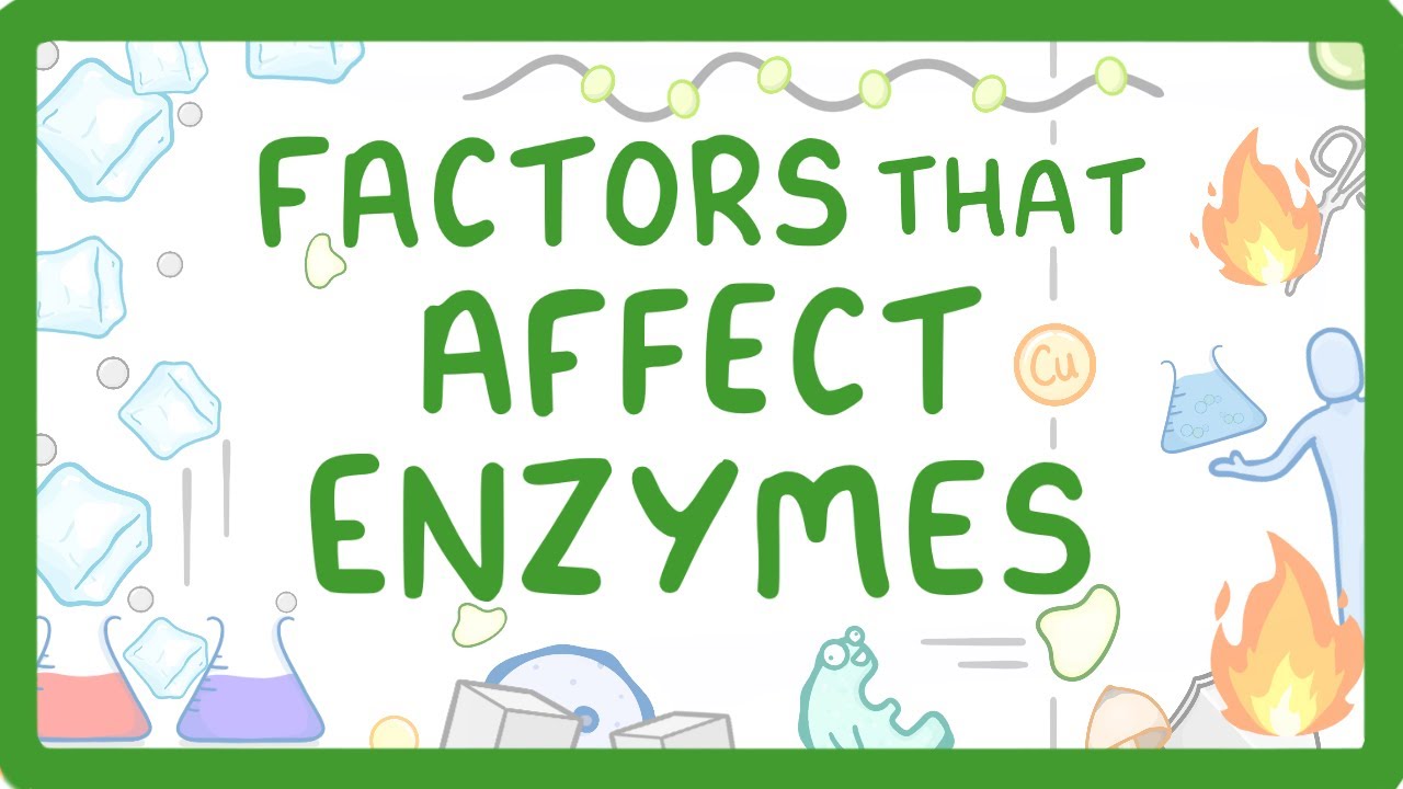 How Temperature and pH Affect Enzyme Activity Explained