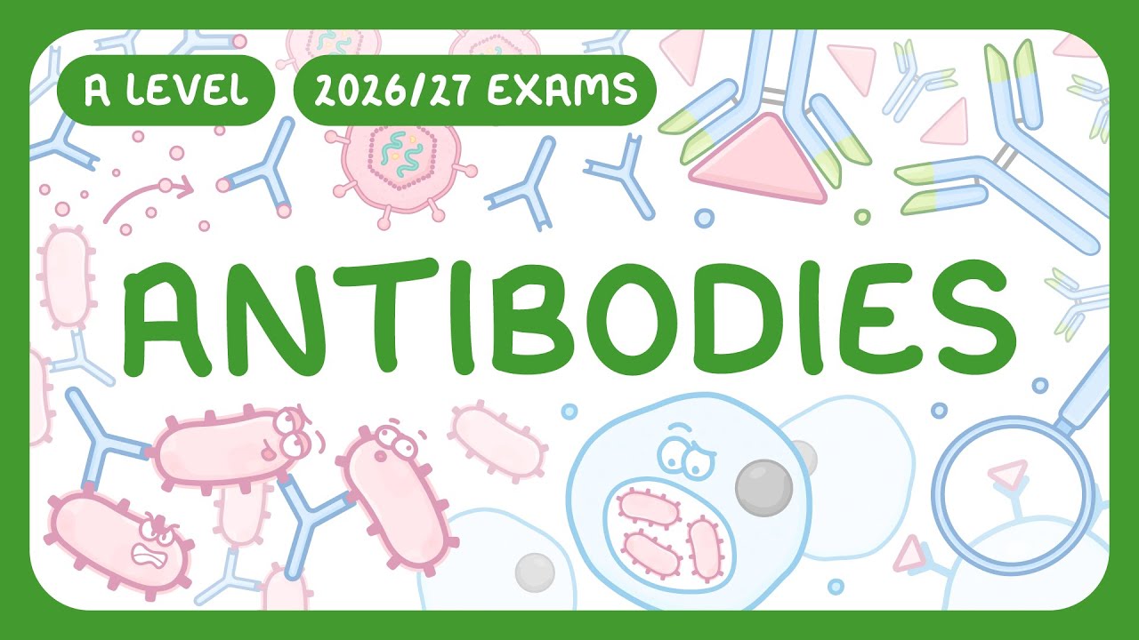 Antibody Structure & Functions Explained (Immune System Guide)
