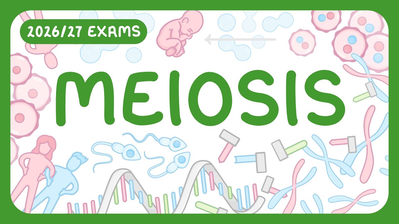 How Meiosis Creates Gametes: Step-by-Step Process Explained