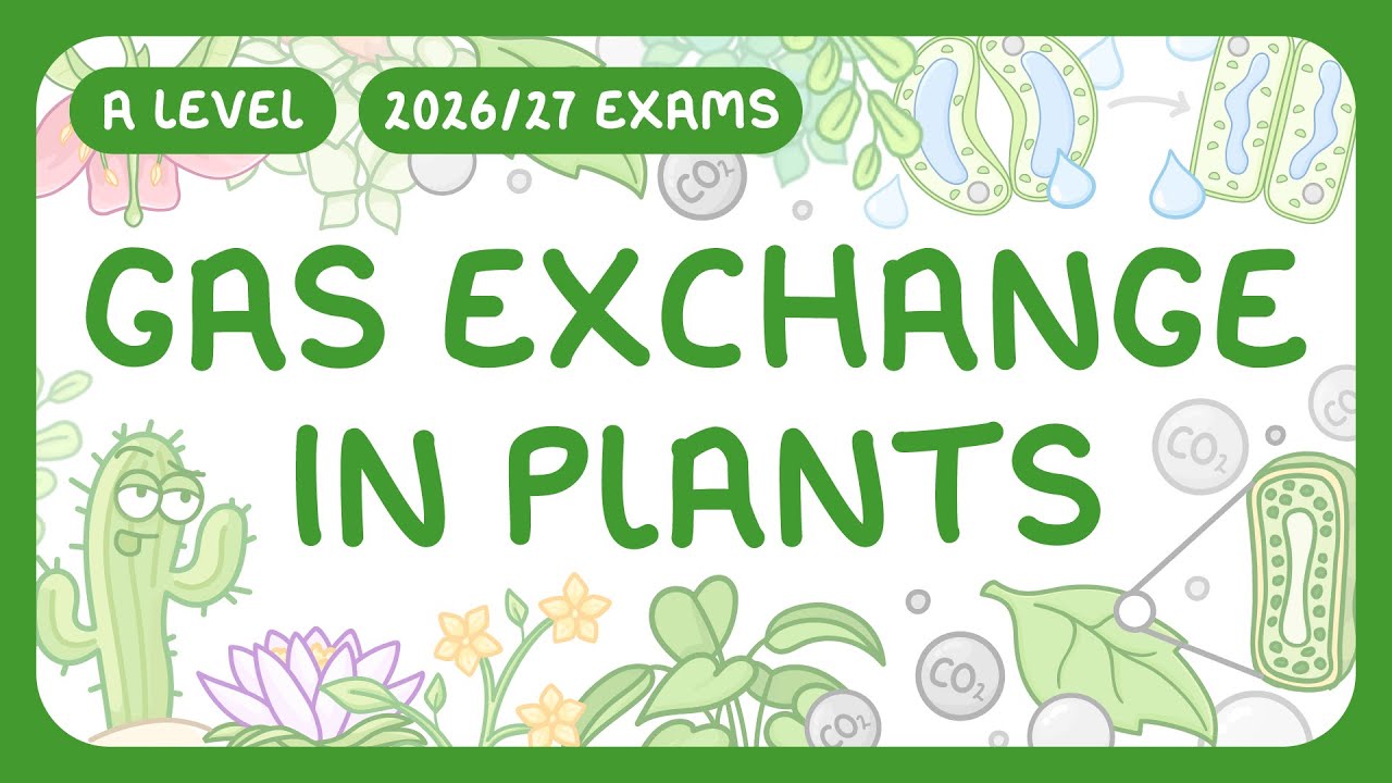 Leaf Gas Exchange Explained: Xerophytes & Water Conservation