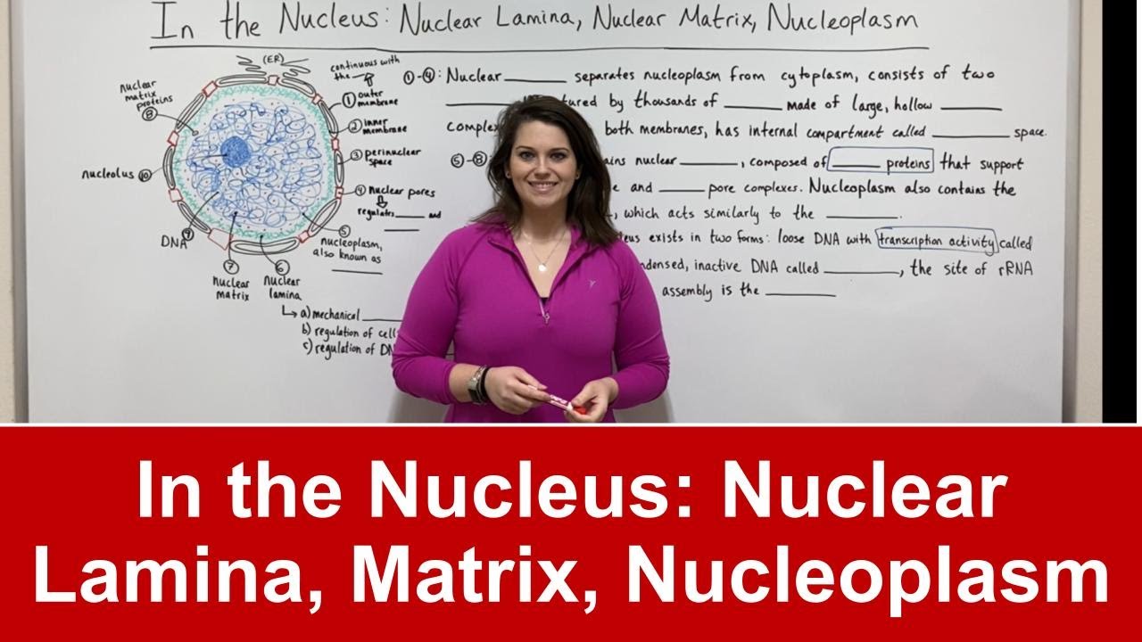 Nuclear Structure Explained: Key Components & Functions