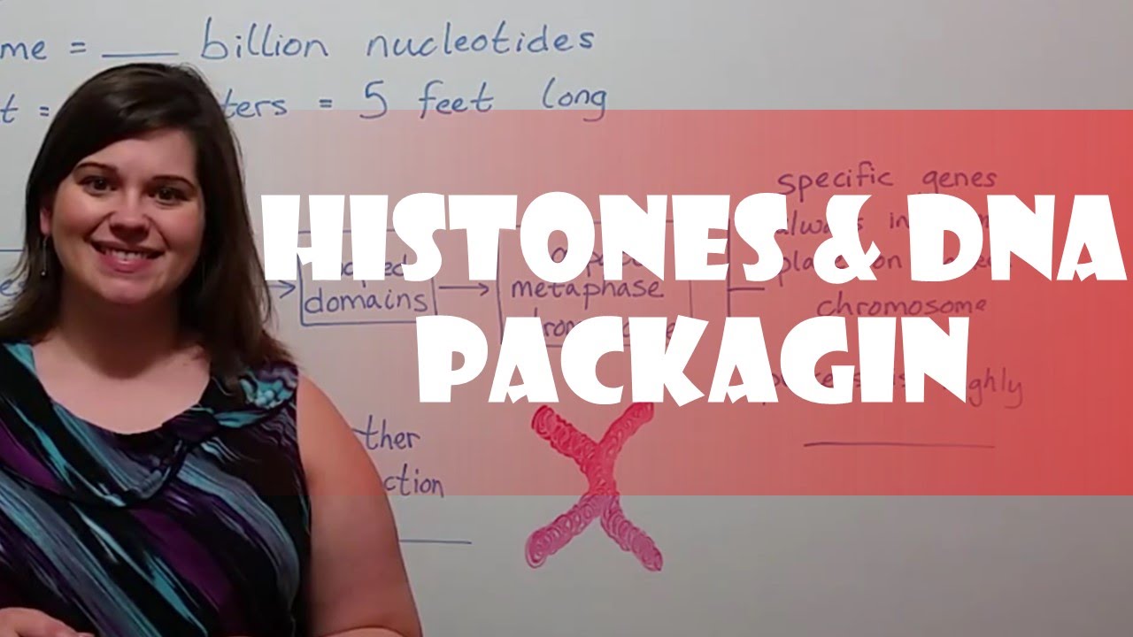How DNA Fits in Nucleus: Histones & Packaging Explained