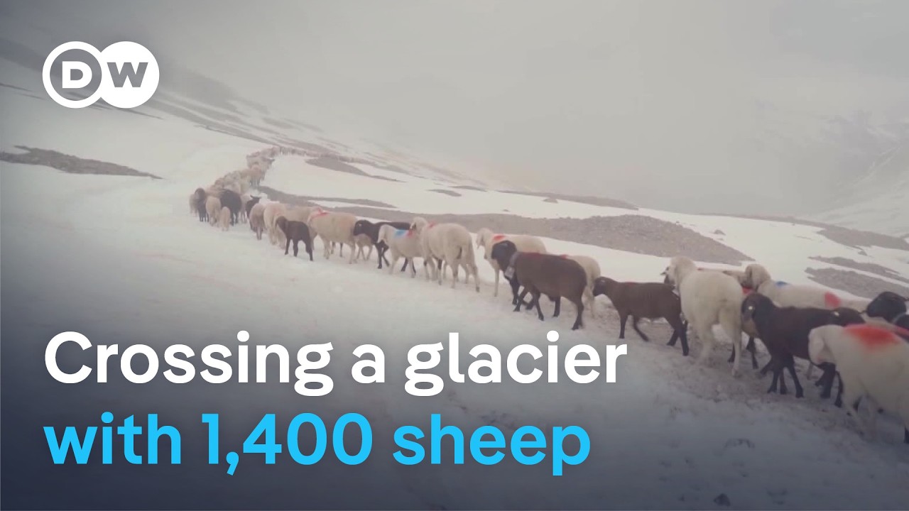 South Tyrol's Glacier Sheep Drive: UNESCO Heritage Journey
