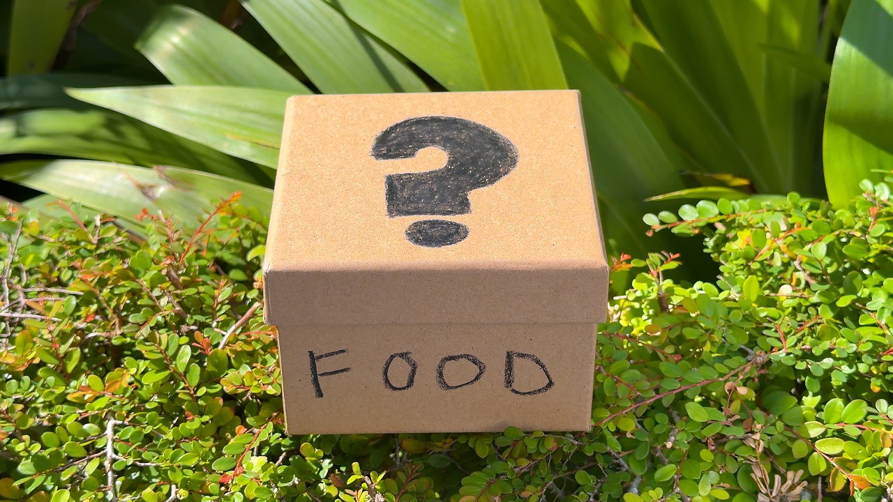 Mystery Food Box Guide: Real Experiences & Smart Tips