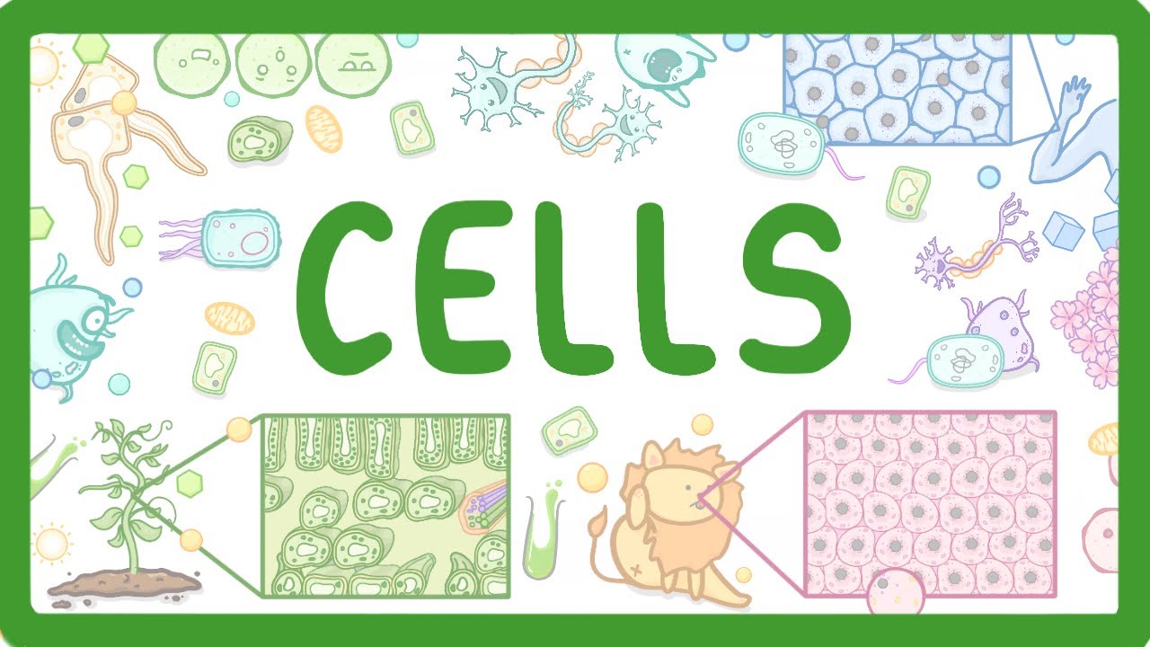 Animal vs Plant vs Bacterial Cells: Structures Compared