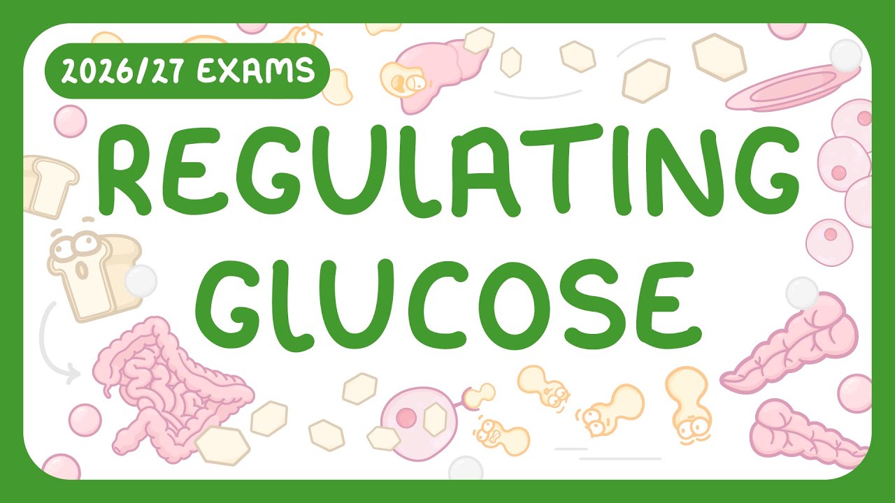 How Insulin and Glucagon Control Blood Sugar Levels