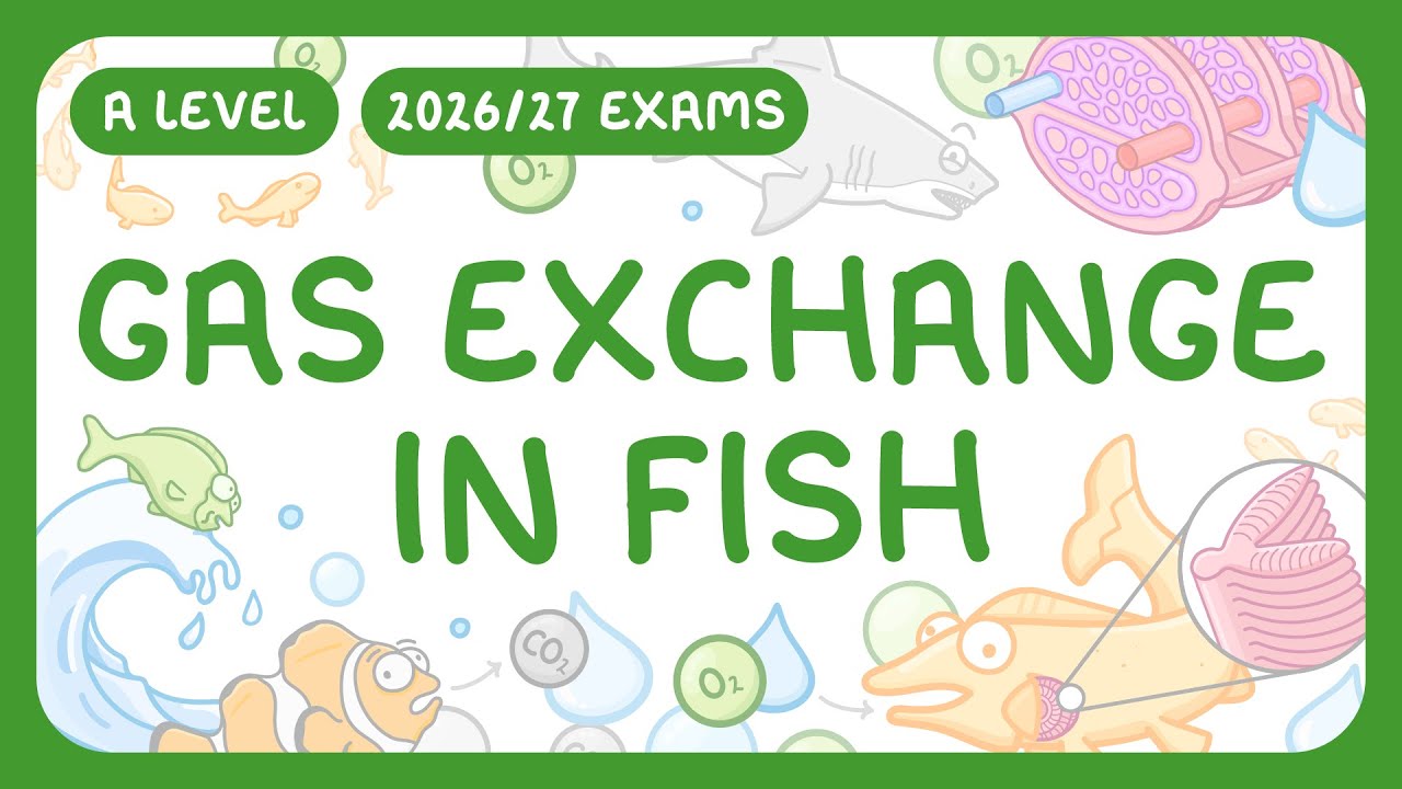 How Fish Gills Master Oxygen Extraction: Adaptations & Mechanisms