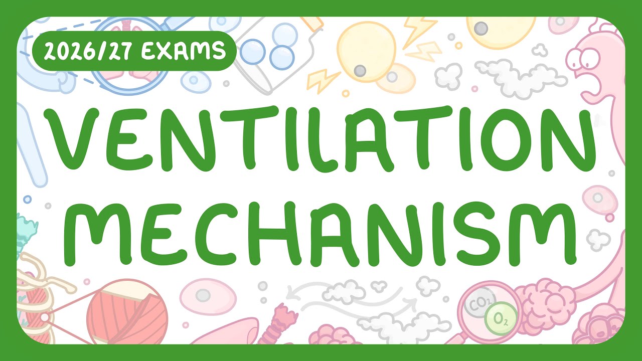 How Ventilation Works: Mechanics of Breathing Explained