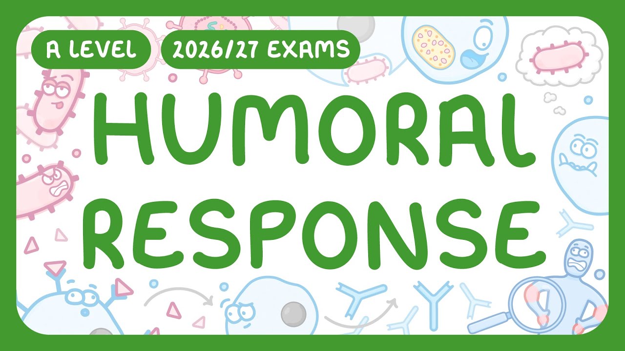 Humoral Immune Response Explained: Stages and Key Functions