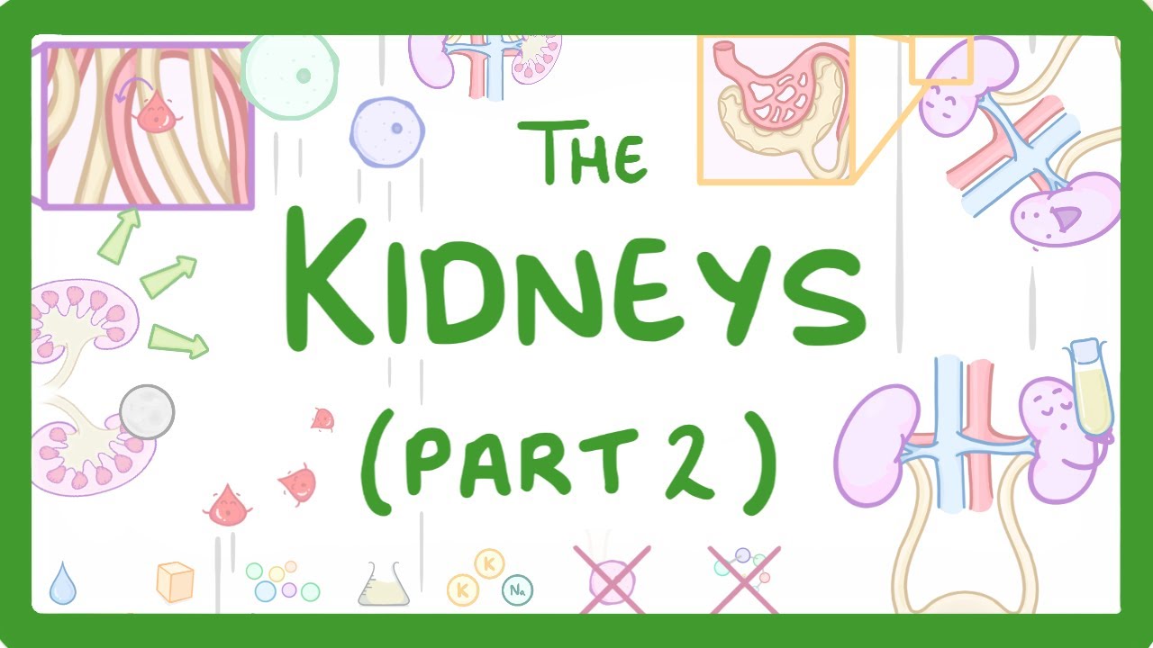 Kidney Anatomy & Nephron Function Explained Simply