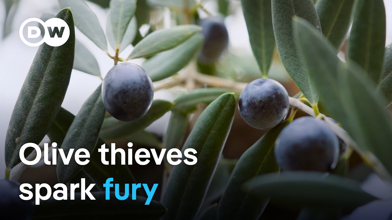 Spain's Olive Crisis: Theft, Drought & Farming Survival