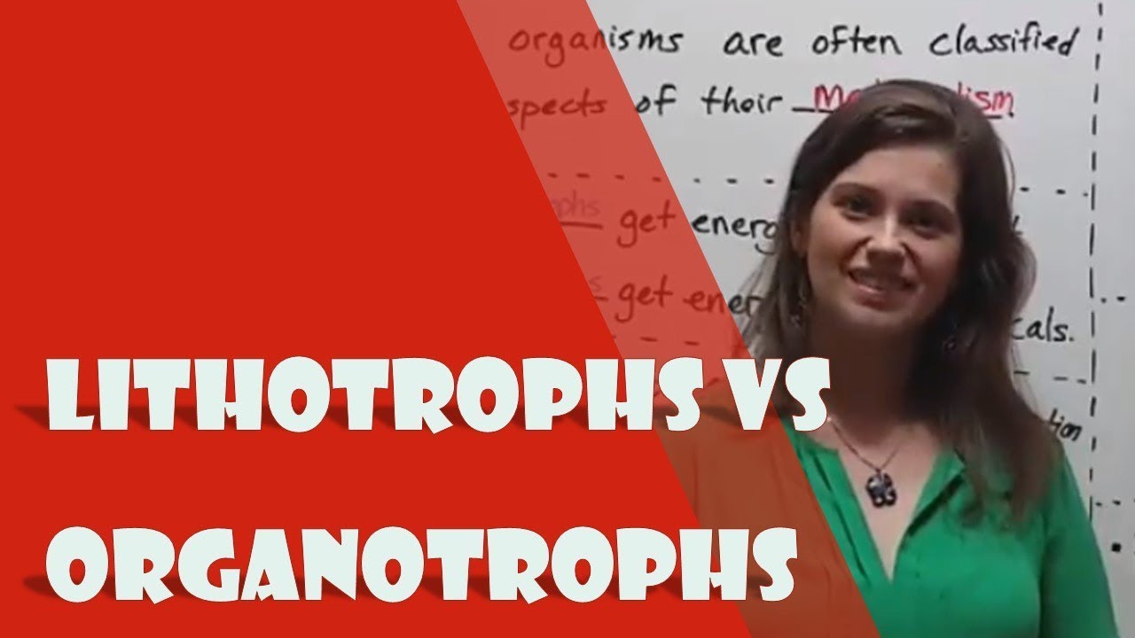 Lithotrophs vs Organotrophs: Key Differences Explained